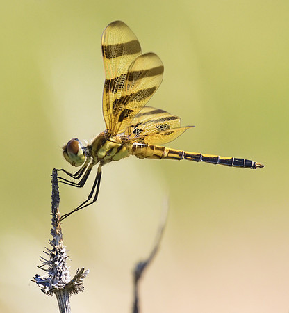 Halloween Pennant 01