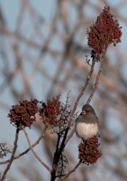 Junco