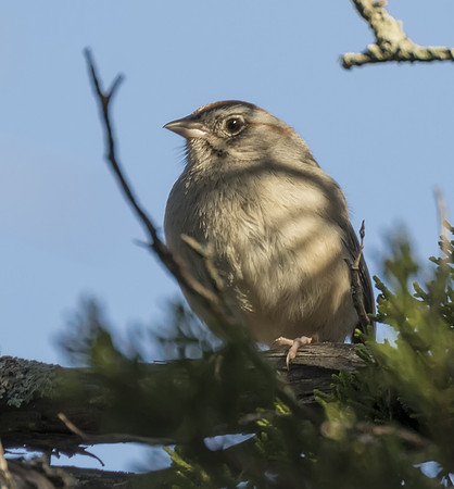 Rufous Crowned Sparrow 04