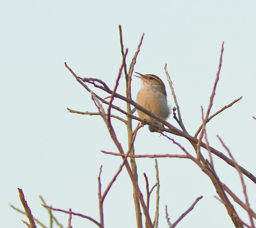 Bewicks Wren