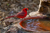 Cardinal male 02
