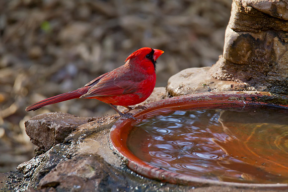 Cardinal male 02