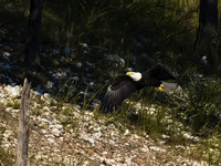 Bald Eagle 15