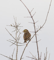 Savannah Sparrow 03