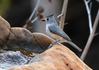 Titmouse 01