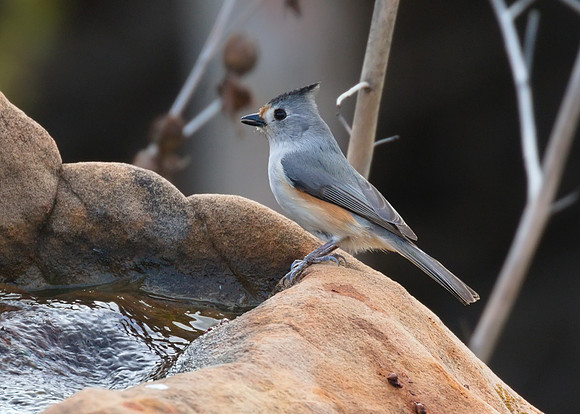 Titmouse 01