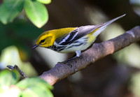 Black Throated Green 03