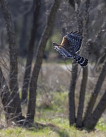 Red Shouldered Hawk 03