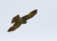 Mississippi_Kite_19