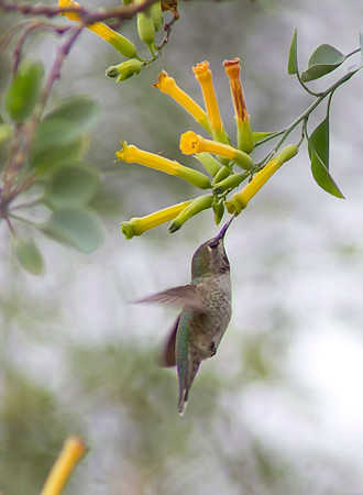 Black Chinned Hummingbird 01