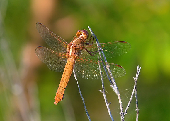 Neon Skimmer 01
