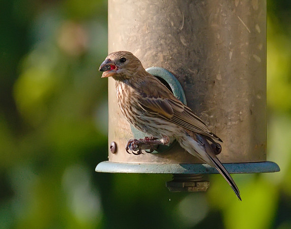 House Finch 01