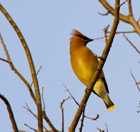 Cedar Waxwing 01