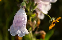 Fox Glove
