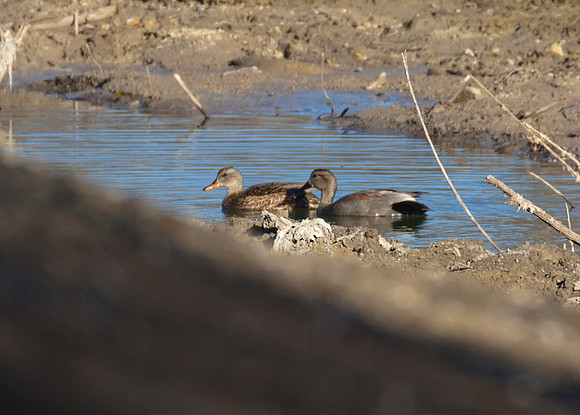 Gadwall 01