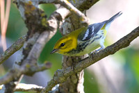 Black Throated Green 02
