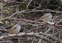 white crowned sparrow 05