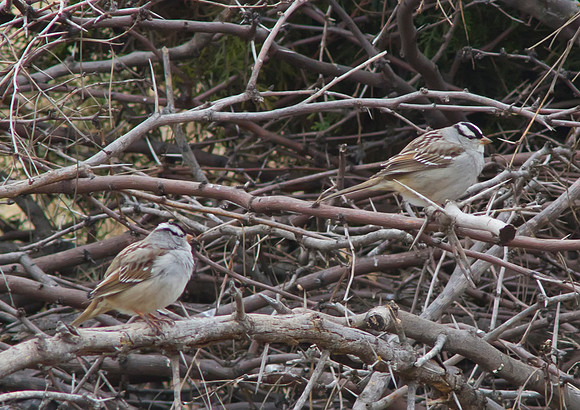 white crowned sparrow 05
