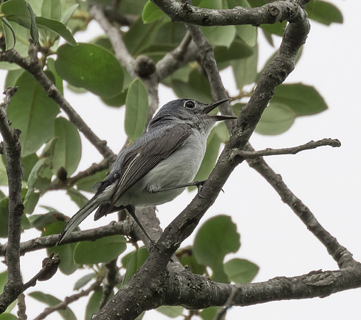 Blue Grey Gnatcatcher 01