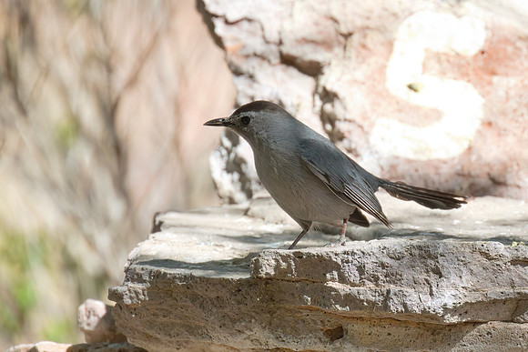 Catbird_01
