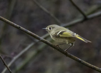 Kinglet