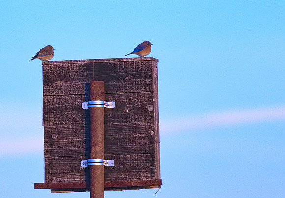 Bluebird 01