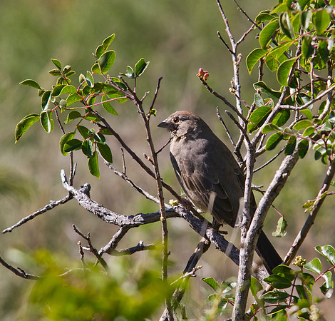 Canyon Towee 01