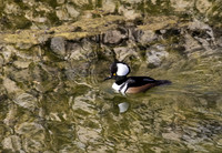 Hooded Merganser 01