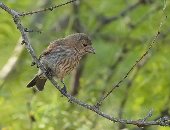 House Finch 02