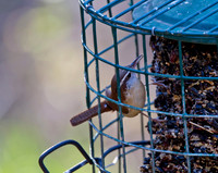Carolina Wren 01