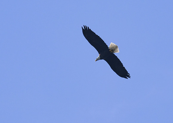 Bald Eagle 01