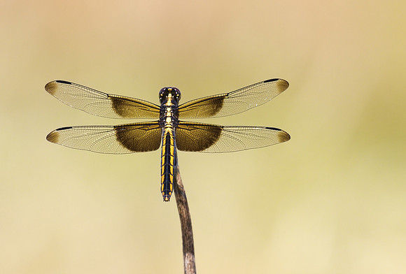 Widow Skimmer 01