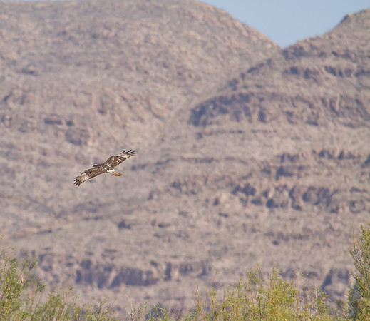 Gray Hawk 14