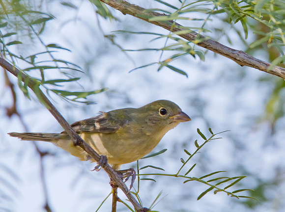 Painted Bunting