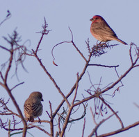 House Finches 02