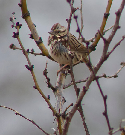 Song Sparrow