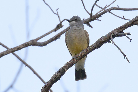 Cassins_Kingbird_01