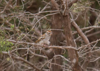 Chipping Sparrow 02
