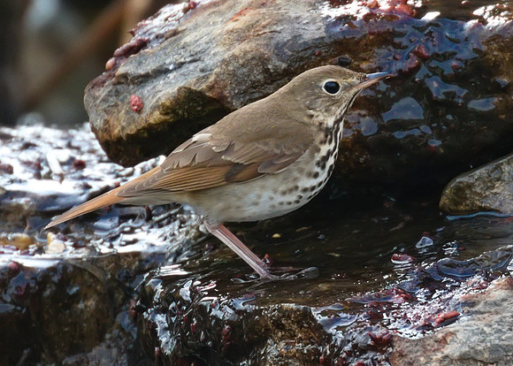 Hermit Thrush 01