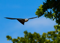 Mississippi_Kite_10