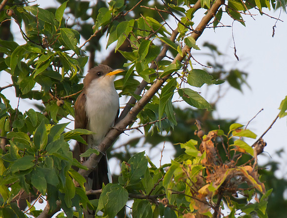 Yellow Billed Cuckoo