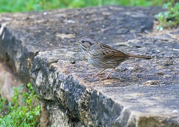Lincolns_Sparrow_01