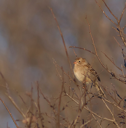 Field Sparrow 01