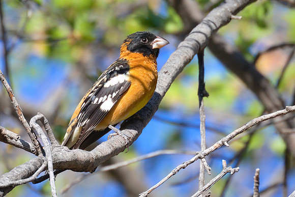 Black_Headed_Grosbeak_02