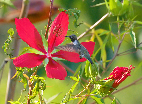 Hummingbird_03a