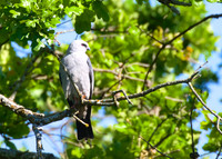 Mississippi_Kite_15