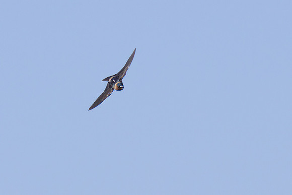 Cliff_Swallow_05
