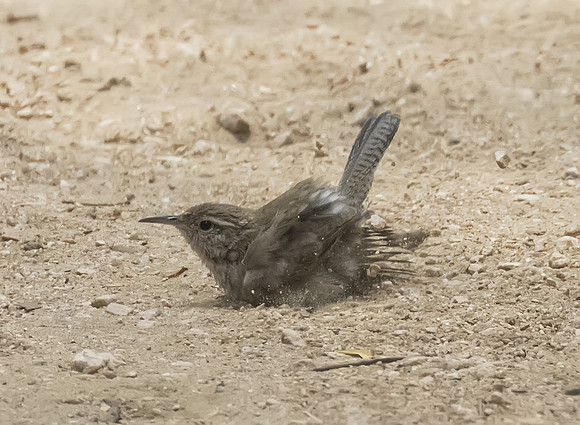 Bewicks Wren 01