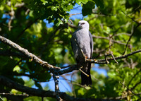 Mississippi_Kite_14