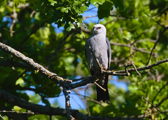 Mississippi_Kite_14